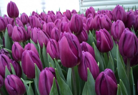 Purple Flag - Насыщенно фиолетового цвета. Красивый. Высота 38-50см